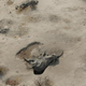 Illustration for article titled Poachers use cyanide to massacre over 300 elephants in Zimbabwe
